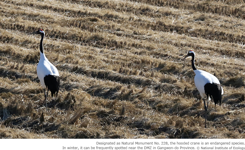 Designated as Natural Monument No. 228, the hooded crane is an endangered species. In winter, it can be frequently spotted near the DMZ in Gangwon-do Province.