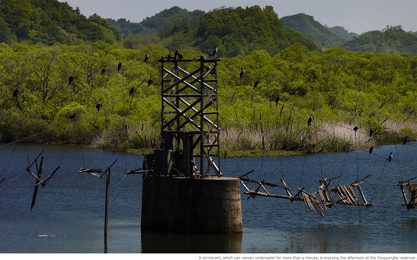 A cormorant, which can remain underwater for more than a minute, is enjoying the 3 afternoon at the Yongyangbo reservoir.